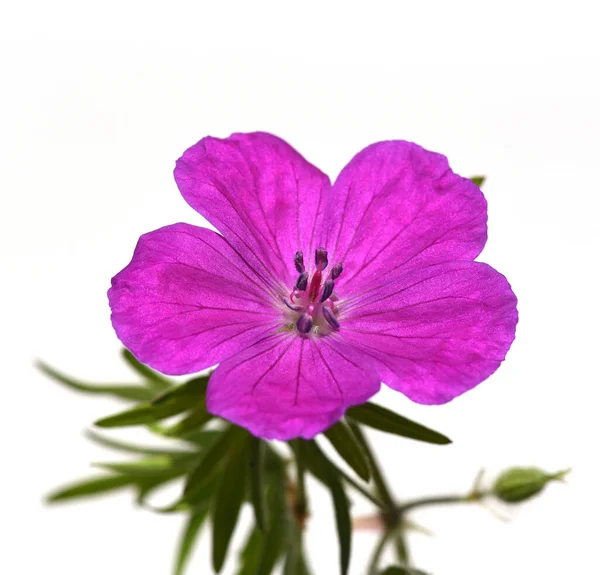 Hermosa Flor Púrpura Aislada Sobre Fondo Blanco — Foto de Stock