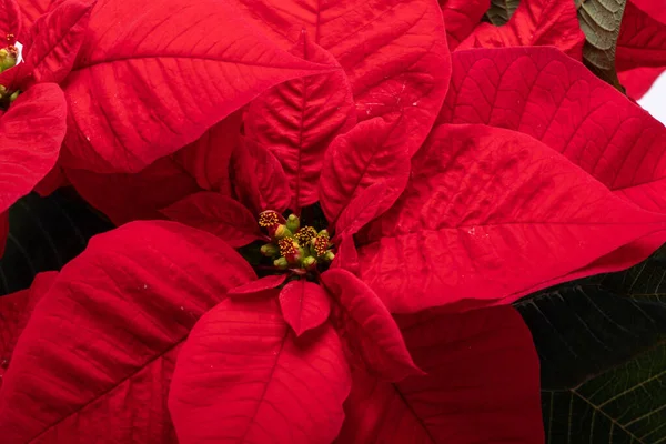 Flor Poinsettia Roja Sobre Fondo Blanco — Foto de Stock