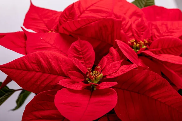 Rode Poinsettia Bloem Witte Achtergrond — Stockfoto