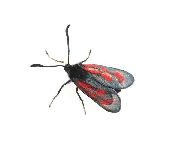 Illustration Eines Käfers Auf Weißem Hintergrund — Stockfoto