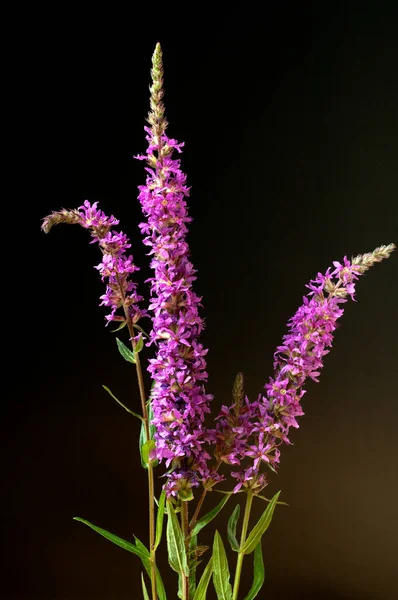 Vacker Botanisk Skott Naturliga Tapeter — Stockfoto