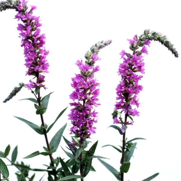 Blutweiderich Lythrum Salicaria Heilpflanzen — 스톡 사진