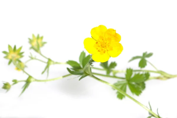 Hermosas Flores Sobre Fondo Blanco — Foto de Stock