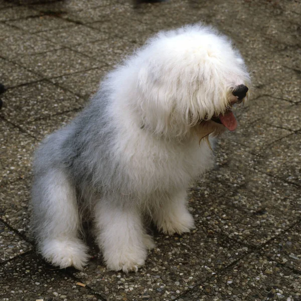 Cane Razza Ritratto Simpatico Barboncino Bianco — Foto Stock