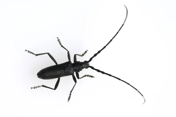Bir Hamamböceğinin Siyah Beyaz Fotoğrafı — Stok fotoğraf