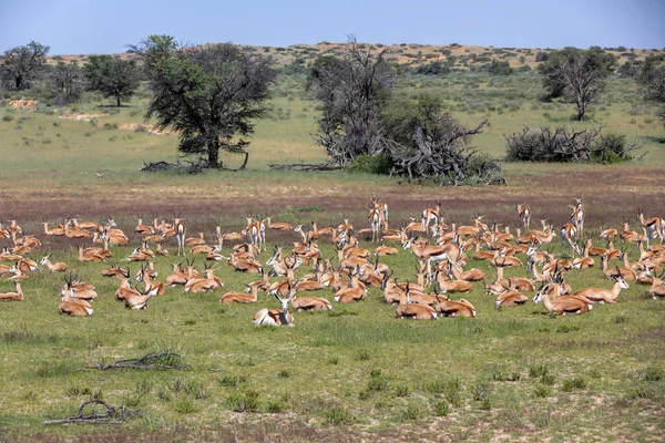 Стадо Отдыхающих Springbok Antidorcas Marsupialis Зеленом Kalahari Deser После Сезона — стоковое фото