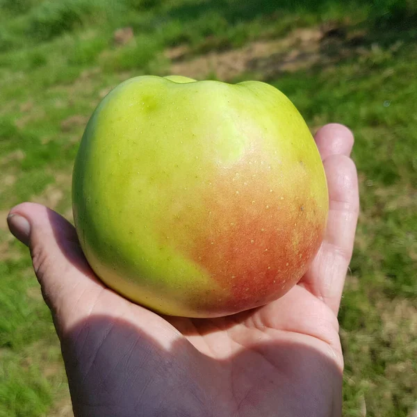 Boiken Boikenapfel Alte Apfelsorte Apfel Malus Domestica — Stockfoto