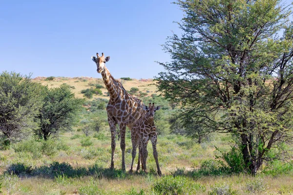 Jolie Girafe Avec Veau Kalahari Désert Vert Après Saison Des — Photo