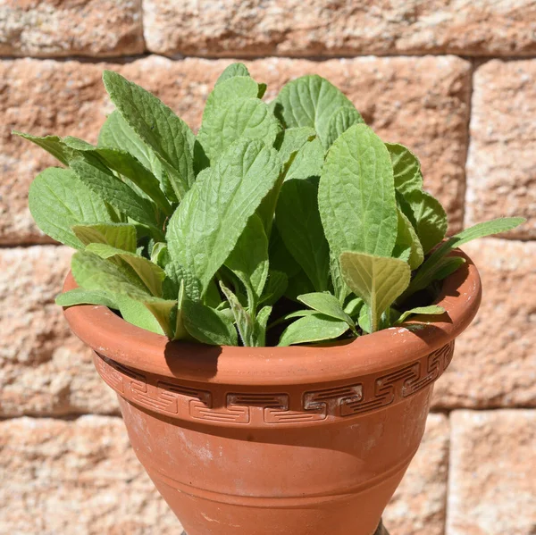 Borretsch Borago Officinalis Ist Eine Wichtige Heil Und Medizinpflanze Das — Stockfoto