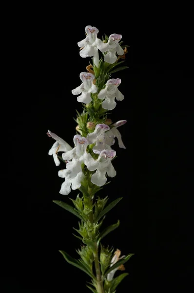 Belles Fleurs Flore Feuillage — Photo