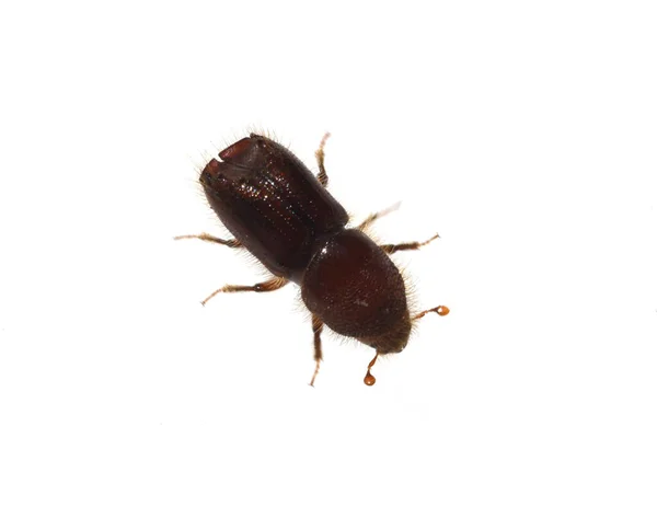 Closeup Shot Cockroach White Background — Stock Photo, Image