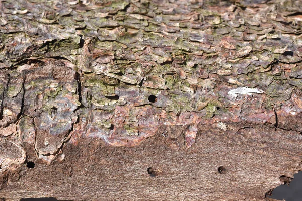 Old Wood Texture Background — Stock Photo, Image