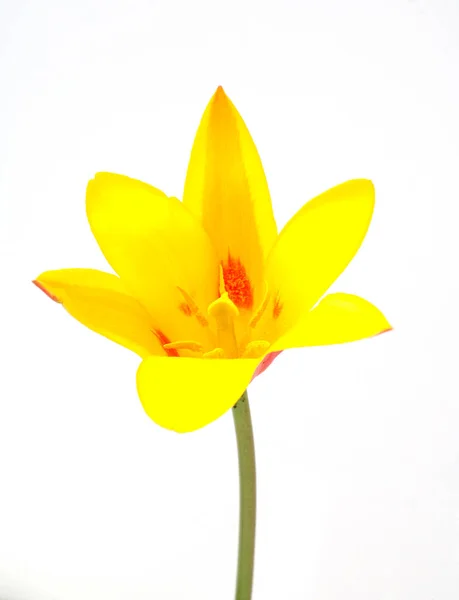 Krásný Žlutý Lotos Květ Bílém Pozadí — Stock fotografie
