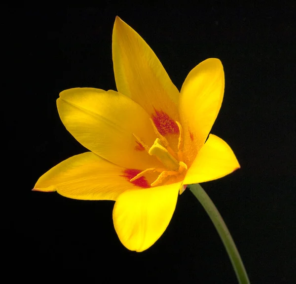 Bela Flor Amarela Fundo Preto — Fotografia de Stock