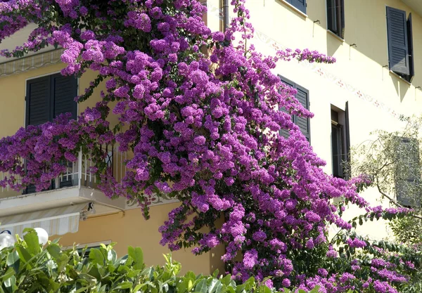 Hermosas Flores Jardín — Foto de Stock