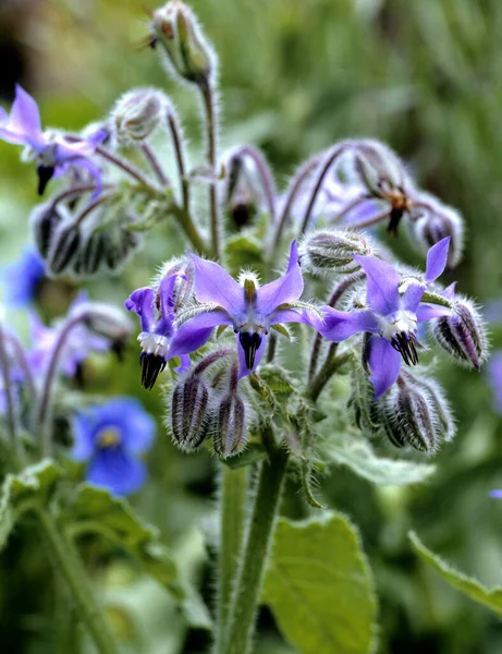 Borretsch Borretschbluete Borago Officinalis Kuechenkraeuter Kuechenkraut Kuechengewuerz Gewuerz Gewuerzkraut Heilpflanzen — Fotografia de Stock