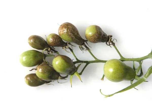 Olive Verdi Fondo Bianco — Foto Stock