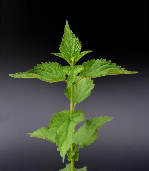 Brennessel Urtica Dioica Grosse — Foto de Stock