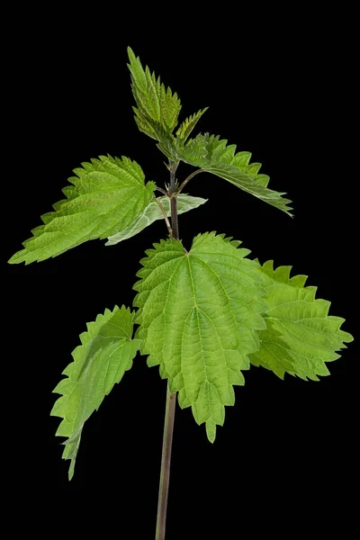 Urtica Dioica Grosse Brennnessel — Foto de Stock