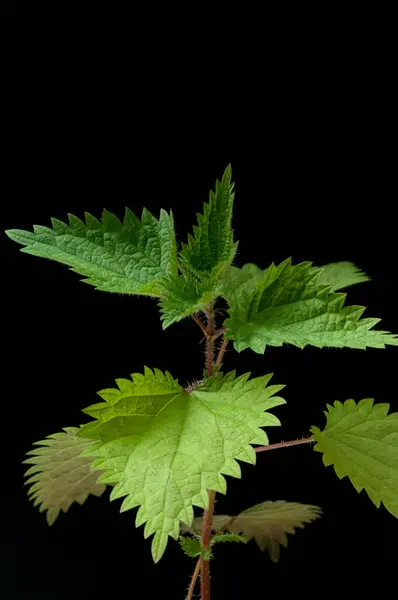 Green Leaf Plant Black Background — Stock Photo, Image