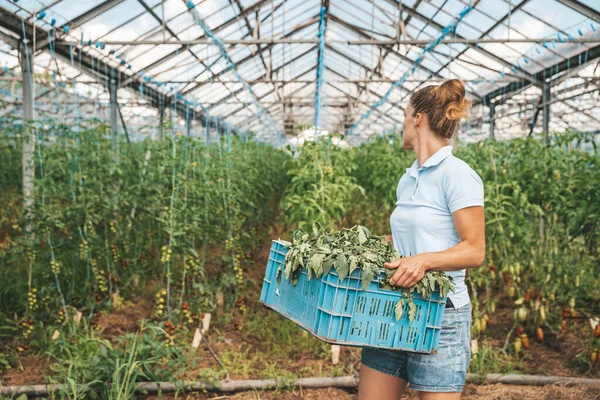 Weeds Vegetables Greenhouse Growing Tomatoes — Stock Photo, Image