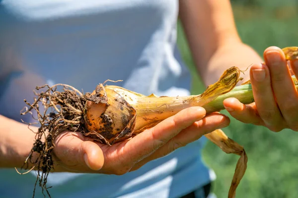 Cebollas Recién Cosechadas Mano Del Agricultor — Foto de Stock