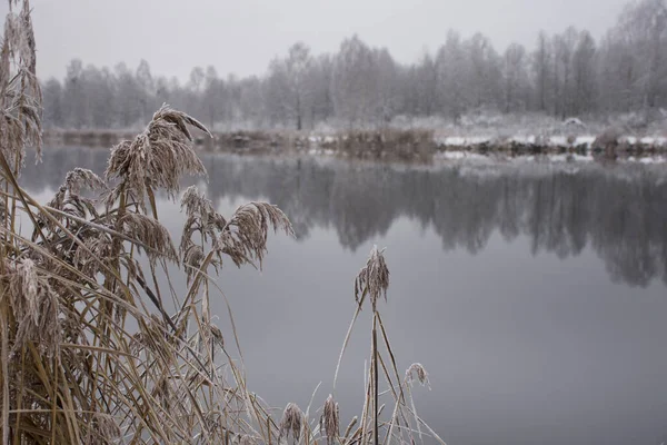 冬季结霜的风景 湖岸和干枯的芦苇 以及远处雪地里的森林 — 图库照片