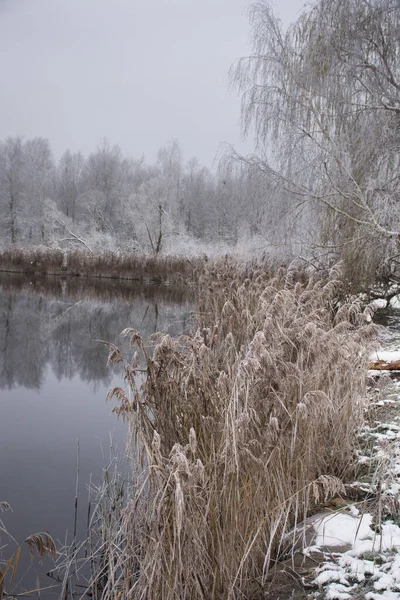 Paisagem Gelada Inverno Costa Lago Juncos Secos Floresta Distância Neve — Fotografia de Stock