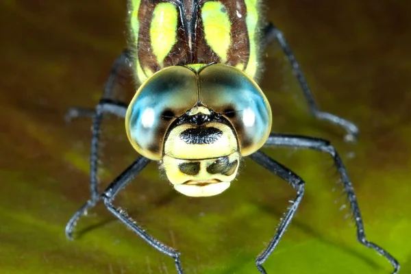Κλείσιμο Ενός Εντόμου Αράχνης — Φωτογραφία Αρχείου