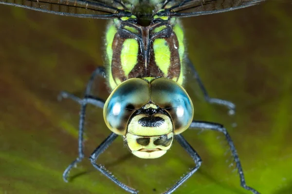 Nahaufnahme Von Insekten Selektiver Fokus — Stockfoto