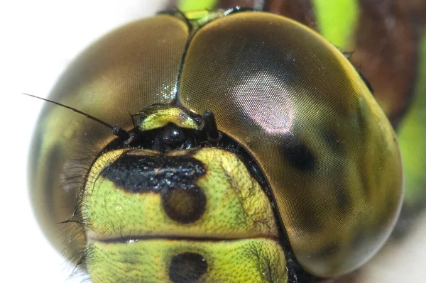 Makroaufnahme Eines Schönen Insekts — Stockfoto
