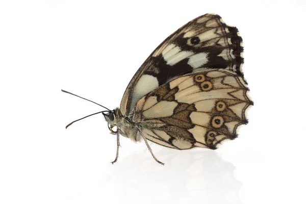 Schachbrettschmetterling Damenbrettschmetterling Melanargia Galathea — Stockfoto