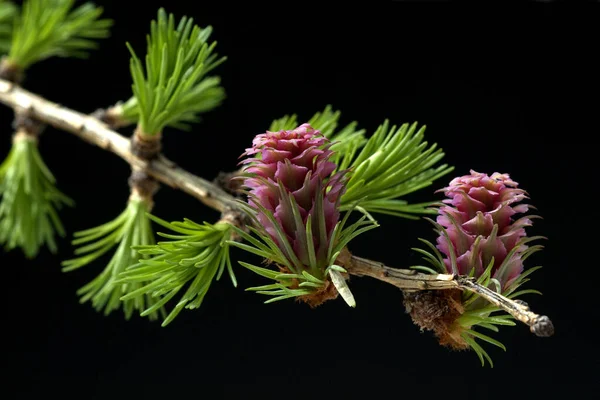 Laerchenbluete Weibliche Laerche Larix Decidua — Stockfoto