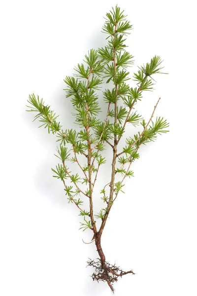 Groene Dennenboom Tak Geïsoleerd Witte Achtergrond — Stockfoto