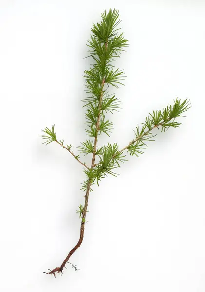 Groene Dennenboom Witte Achtergrond — Stockfoto