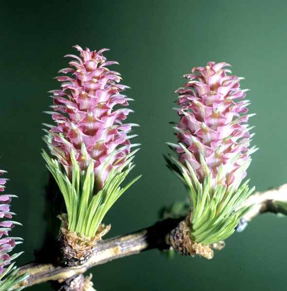 Laerchenbluete Weibliche Laerche Larix Decidua — Foto de Stock