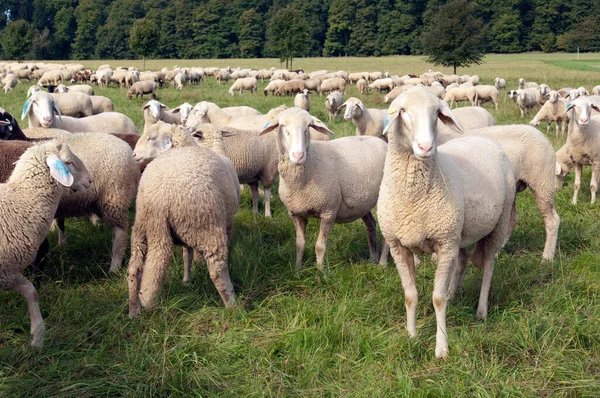 Får Ängen — Stockfoto