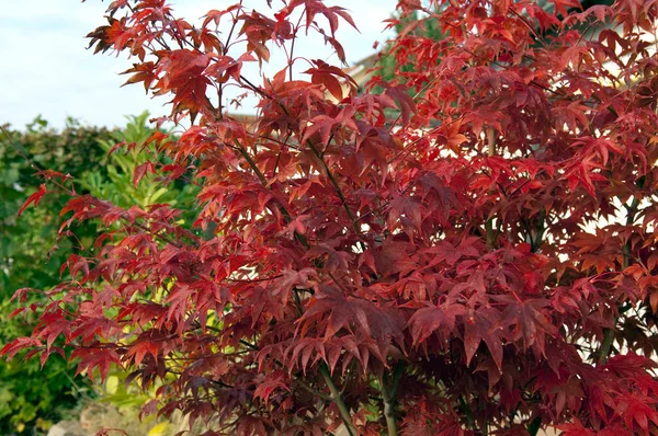 Hojas Otoño Temporada Otoño Flora — Foto de Stock