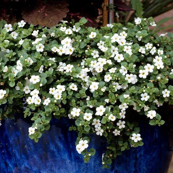 Belles Fleurs Dans Jardin — Photo