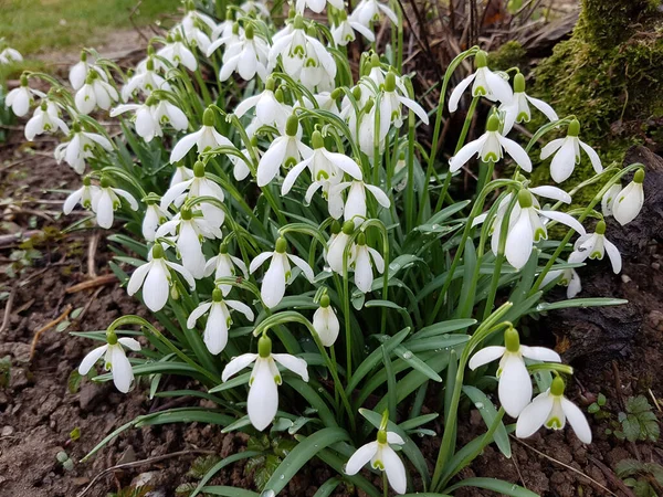 White Snowdrops Forest — Stock Photo, Image