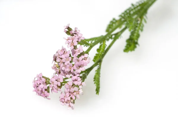 Beautiful Lilac Flowers White Background — Stock Photo, Image