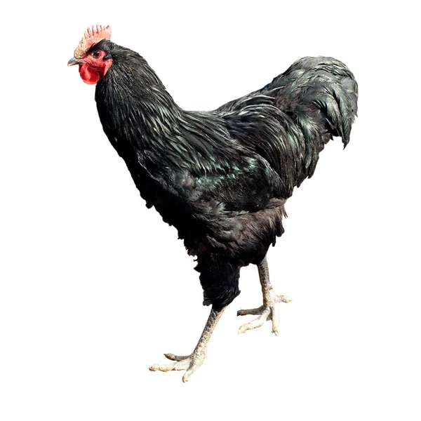 Deutsches Langschan Hahn Cock — стокове фото