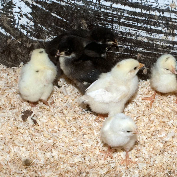 Deutsches Langschan Huhn Kueken — kuvapankkivalokuva