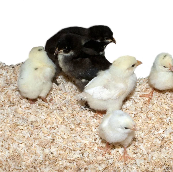 Deutsches Langschan Huhn Kueken — Fotografia de Stock