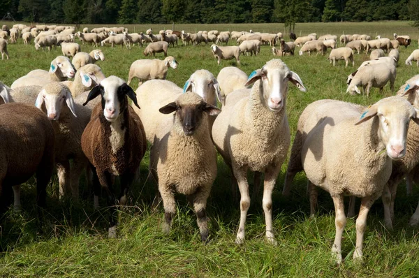 Fårflock Ängen — Stockfoto