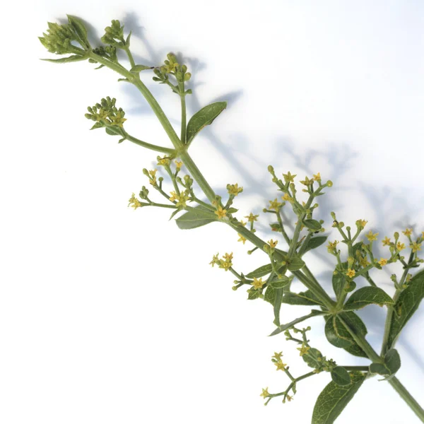 Fresh Thyme White Background — Stock Photo, Image