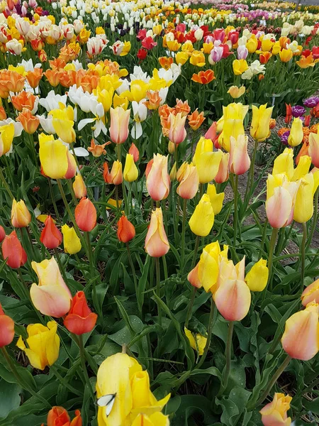 Krásné Tulipány Zahradě — Stock fotografie
