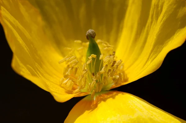 暗い背景に黄色の花 — ストック写真