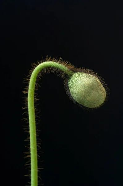 庭の植物の近くで — ストック写真