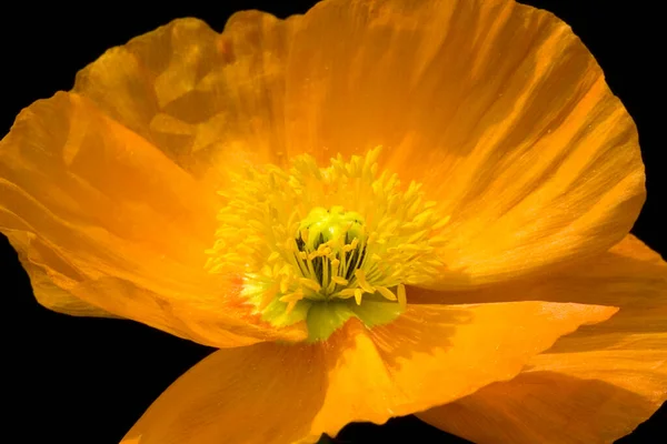 靠近一朵黄色的花 — 图库照片